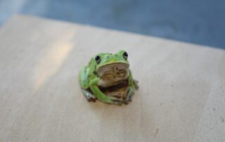 Ist die Ist die Produktivitäts-Methode Eat the Frog in 2026 noch aktuell?